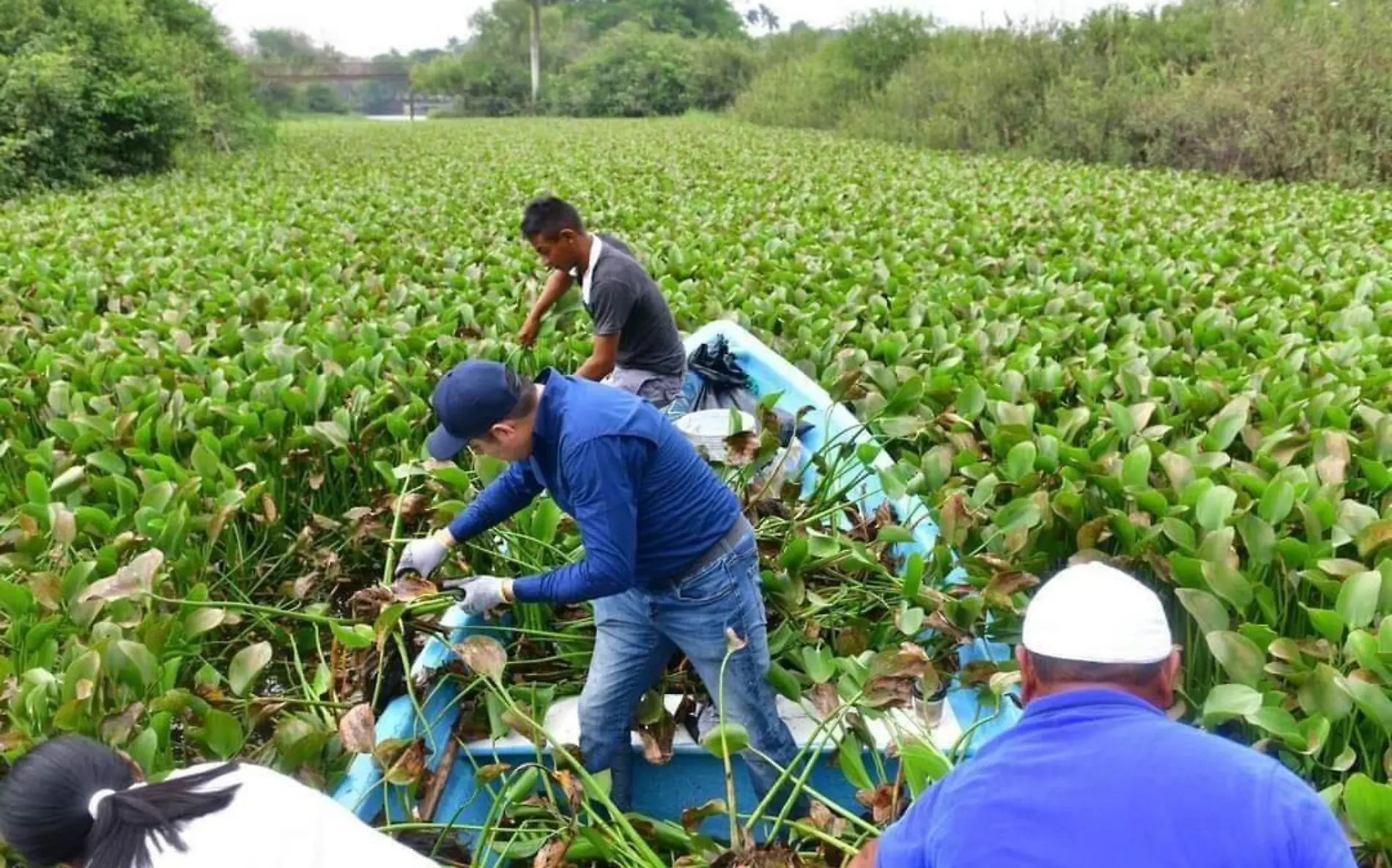 Llaman a participar en la brigada de retiro de lirio acuático 1